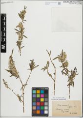 Foto von Salix purpurea L.